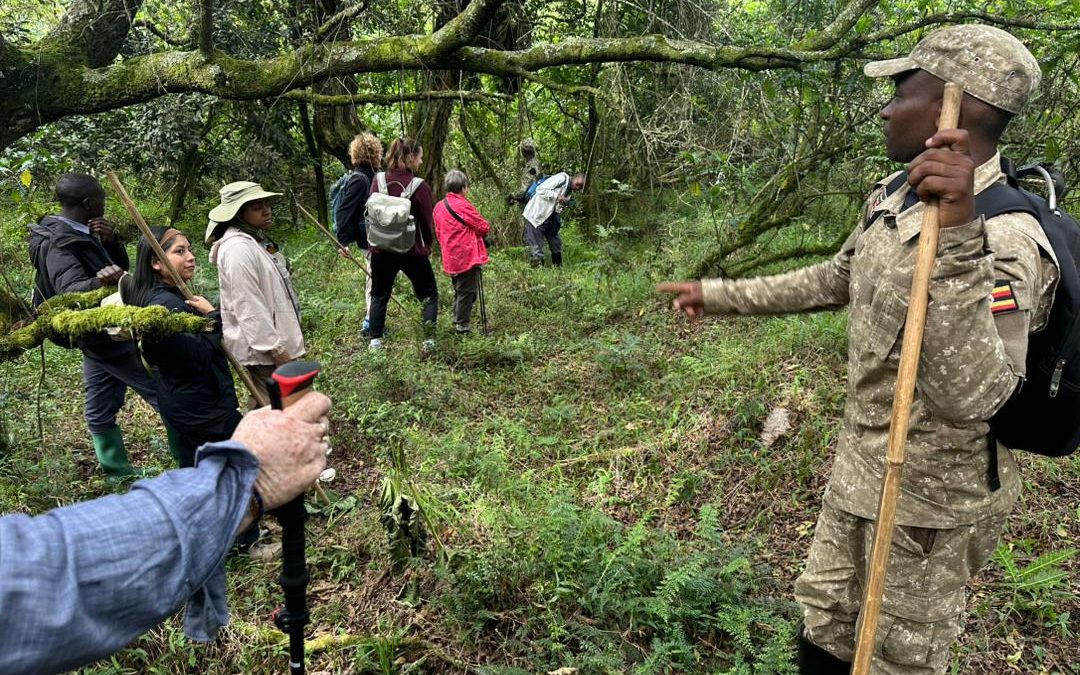gorilla-trek-and-golden-monkey-safari