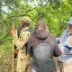 mini-gorilla-tour-in-uganda