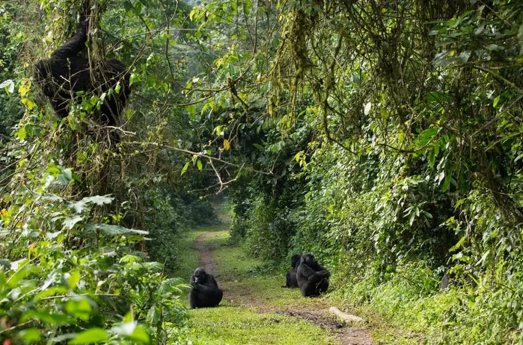 4-days-gorilla-safari-from-kigali