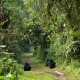 4-days-gorilla-safari-from-kigali