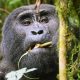 why-you-should-start-your-uganda-safari-from-kigali