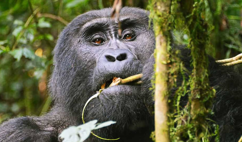 why-you-should-start-your-uganda-safari-from-kigali