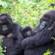 8-days-uganda-gorilla-safari-through-kigali
