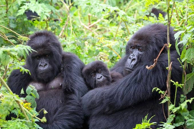 8-days-uganda-gorilla-safari-through-kigali