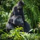 1-day-uganda-gorilla-trek-from-kigali-bwindi-gorilla-trekking