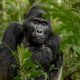 fly-to-kigali-for-bwindi-gorilla-trekking