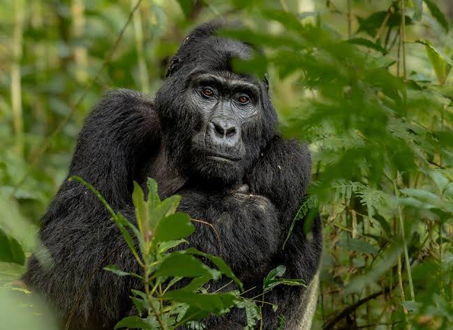 fly-to-kigali-for-bwindi-gorilla-trekking