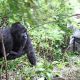 gorilla-and-chimpanzee-holiday-uganda