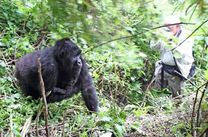 gorilla-and-chimpanzee-holiday-uganda