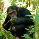 gorilla-trek-and-chimp-trek-package