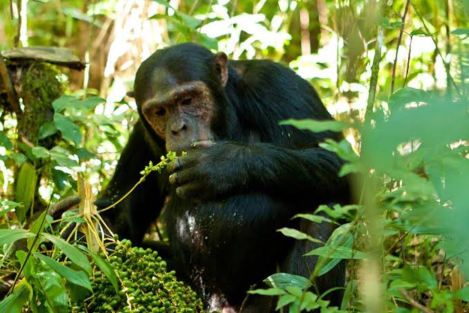 gorilla-trek-and-chimp-trek-package