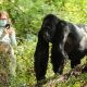 sustainable-tourism-with-gorilla-trekking