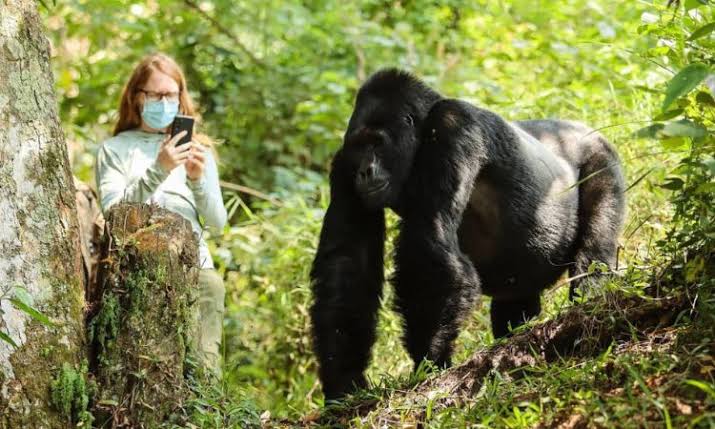 sustainable-tourism-with-gorilla-trekking