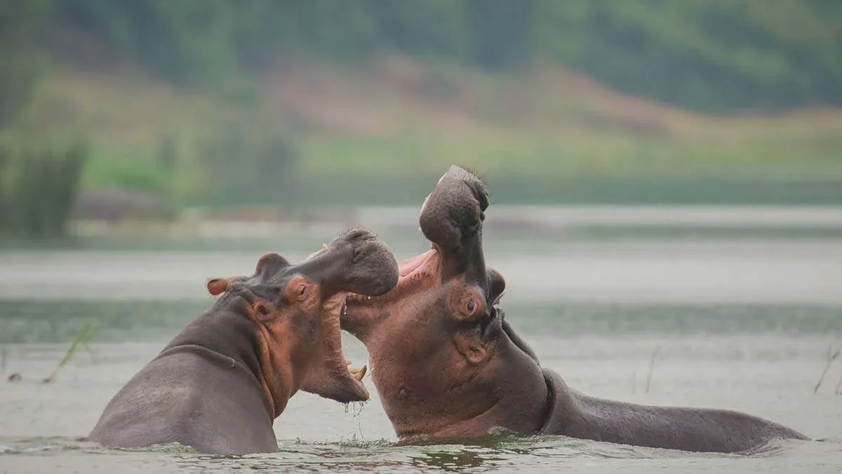 lake-mburo-safari-guide