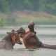 lake-mburo-safari-guide