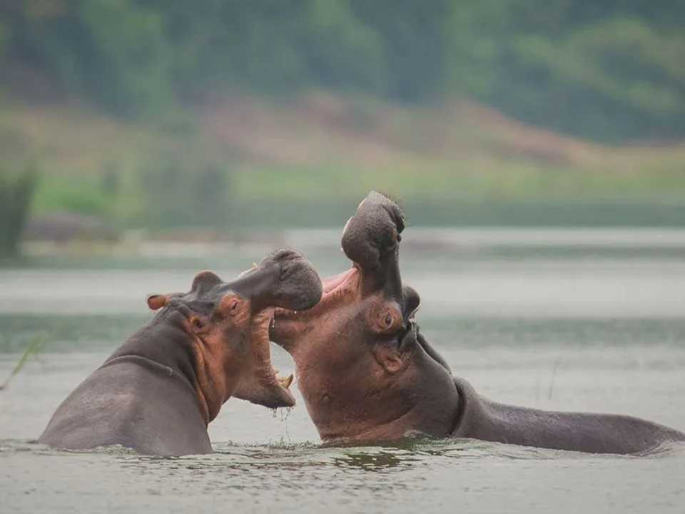 lake-mburo-safari-guide