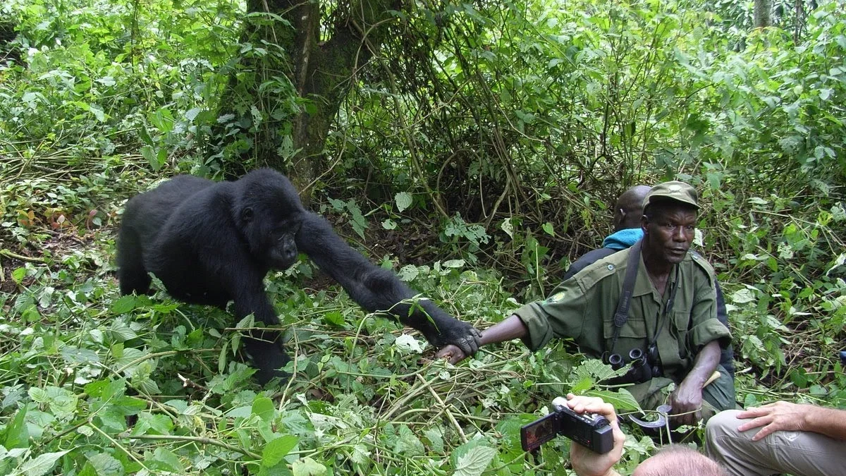 3-day-luxury-gorilla-trekking-tour-from-kigali