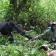 3-day-luxury-gorilla-trekking-tour-from-kigali