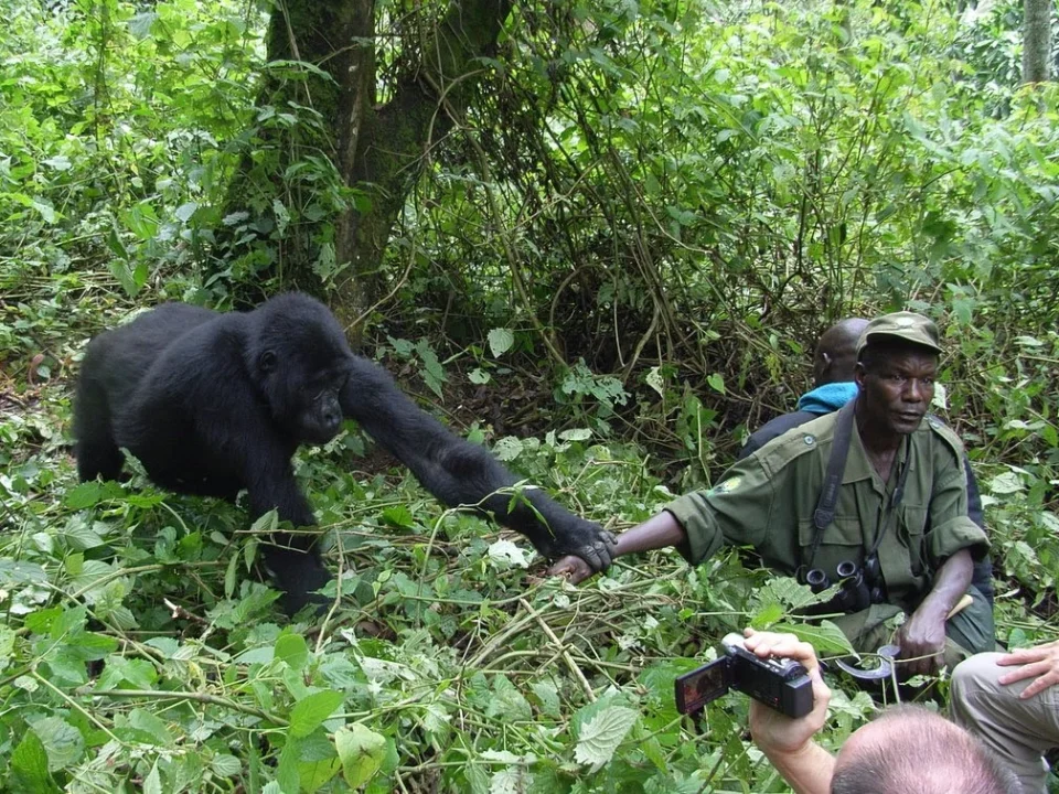3-day-luxury-gorilla-trekking-tour-from-kigali