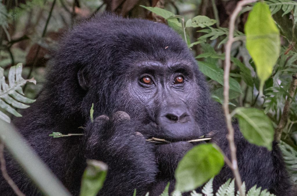 gorilla-trekking-tours-in-rwanda
