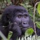 gorilla-trekking-tours-in-rwanda