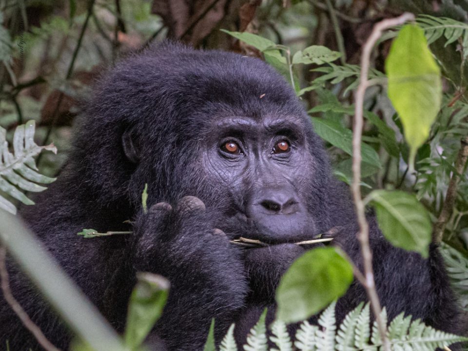 gorilla-trekking-tours-in-rwanda