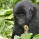 booking-a-gorilla-safari-in-uganda-from-rwanda