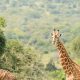 two-days-uganda-safari