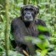 3-days-bwindi-chimpanzee-gorilla-trekking-safari