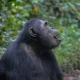 short-uganda-primate-safaris