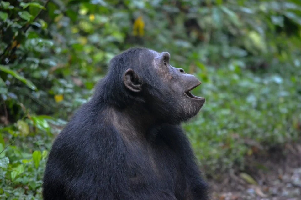 short-uganda-primate-safaris