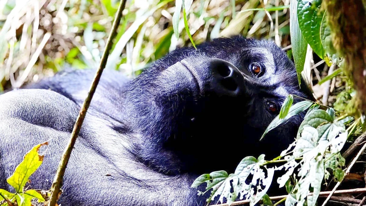 big-five-in-rwanda-and-gorilla-trek-in-uganda