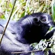 big-five-in-rwanda-and-gorilla-trek-in-uganda