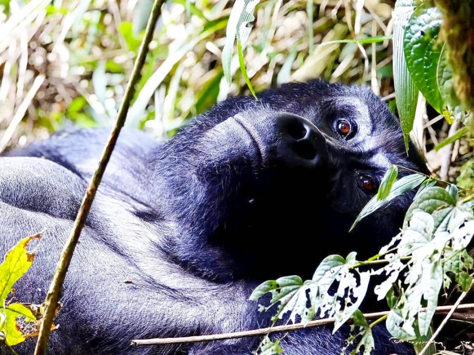 big-five-in-rwanda-and-gorilla-trek-in-uganda