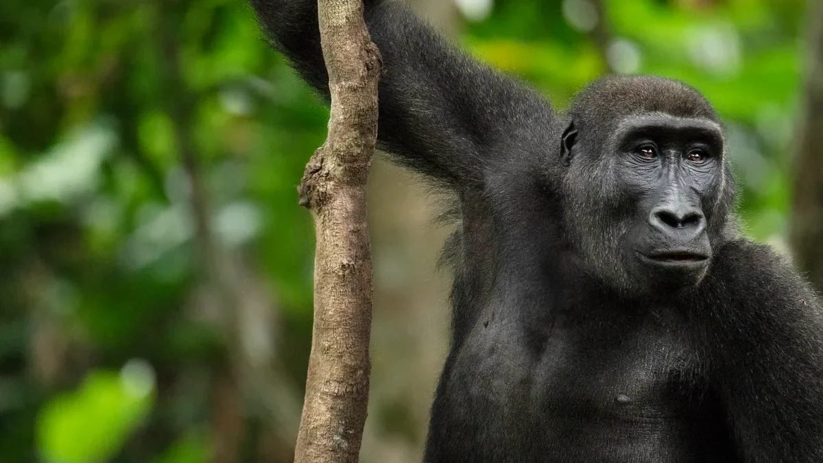 eastern-lowland-gorilla-trekking-safari-in-kahuzi-biega-np