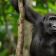 eastern-lowland-gorilla-trekking-safari-in-kahuzi-biega-np