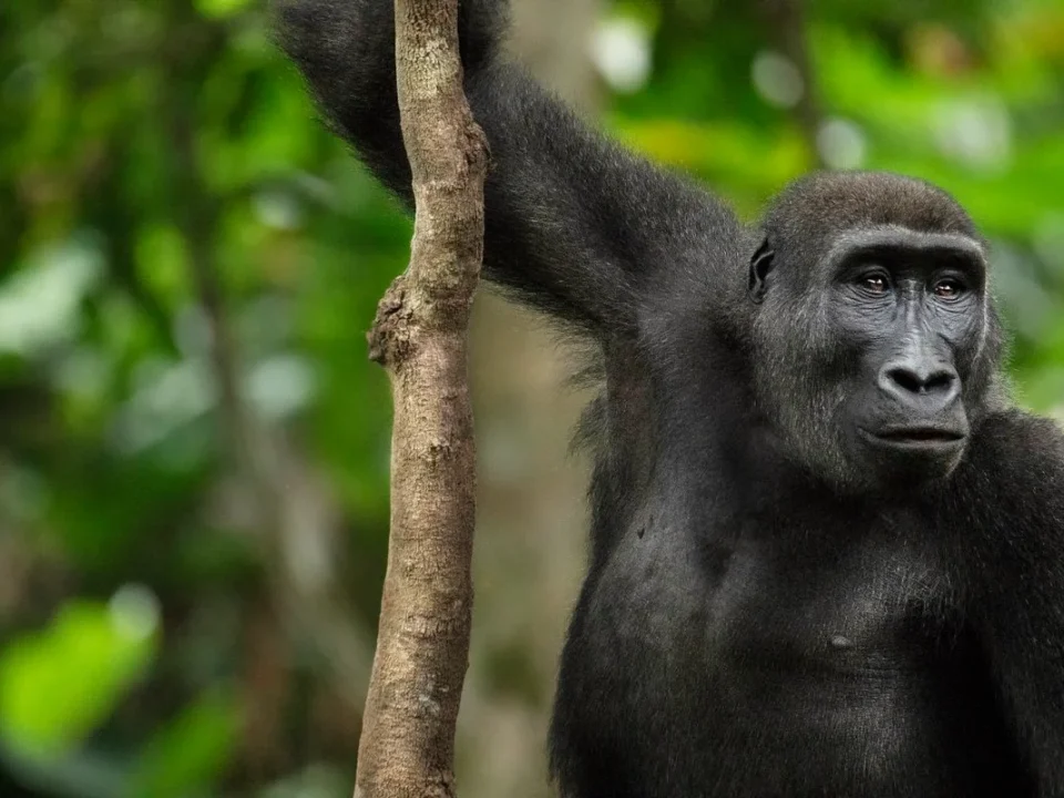 eastern-lowland-gorilla-trekking-safari-in-kahuzi-biega-np