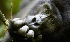 1 Day Gorilla Trek in Uganda to Bwindi Forest; Short Tours