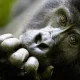 1-day-gorilla-trek-in-uganda-to-bwindi-forest-short-tours