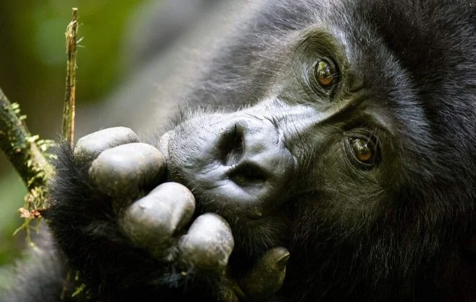 1-day-gorilla-trek-in-uganda-to-bwindi-forest-short-tours