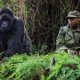how-to-book-gorilla-tour-in-uganda-from-rwanda