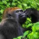 gorilla-trekking-in-kahuzi-biega-national-park