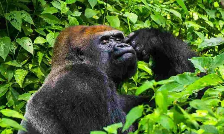 gorilla-trekking-in-kahuzi-biega-national-park