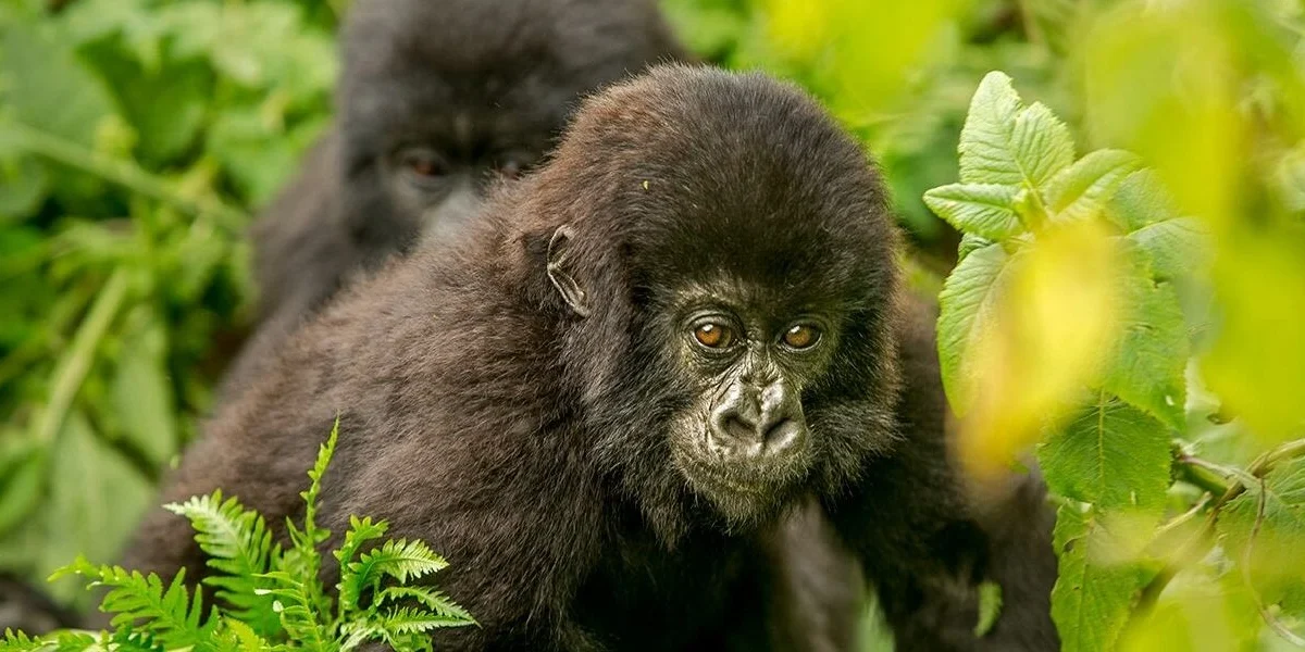 gorilla-trek-and-murchison-falls-tour