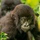 gorilla-trek-and-murchison-falls-tour
