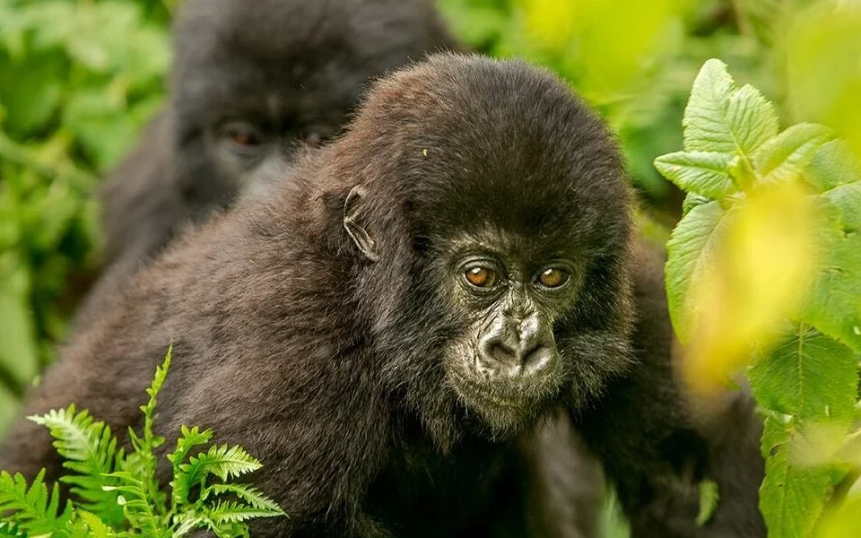 gorilla-trek-and-murchison-falls-tour