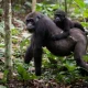 congo-gorilla-safaris-starting-from-kigali