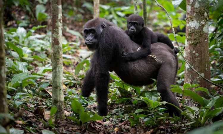 congo-gorilla-safaris-starting-from-kigali