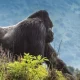 best-short-gorilla-trek-tours-in-congo-from-kigali