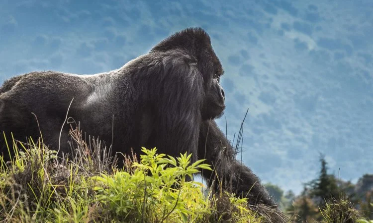 best-short-gorilla-trek-tours-in-congo-from-kigali